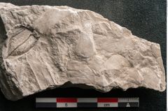 Foto (Detailansicht) von Trigonocarpus sp.  (NHMW-GEO-2024-0188-11151)
